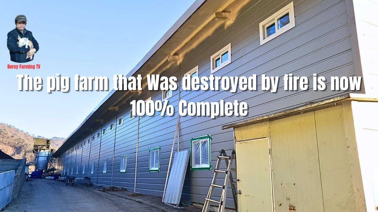 The pig farm that Was destroyed by fire is now 100% Complete | Video 37 |