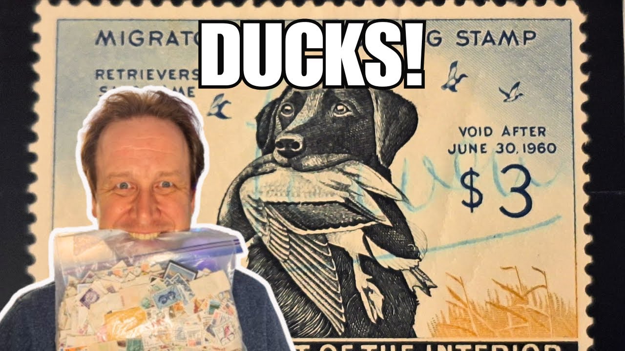 Why I Collect Duck Stamps