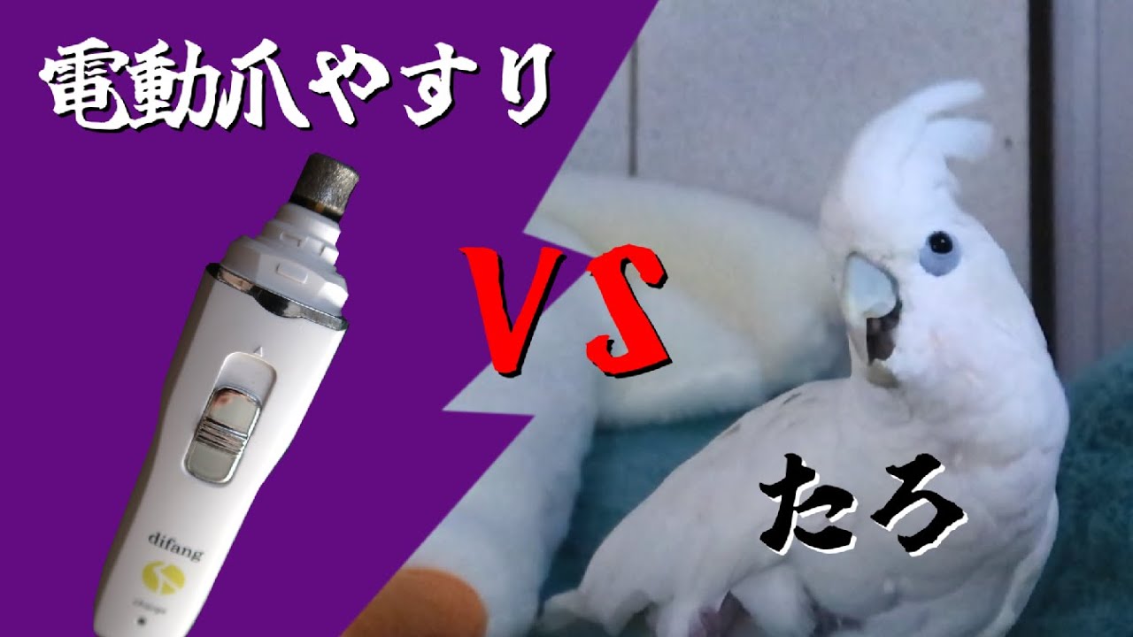 初めて電動爪やすりを目にしたソロモンオウムたろちゃんの反応は…？　Did cockatoo's first electric nail file challenge go well? #オウム