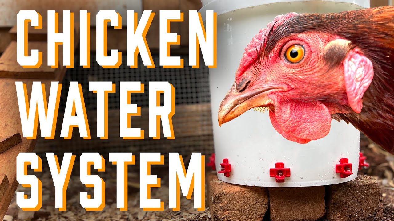 Clean Chicken Waterer