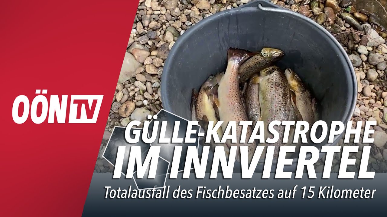 Gülle-Katastrophe im Innviertel: 