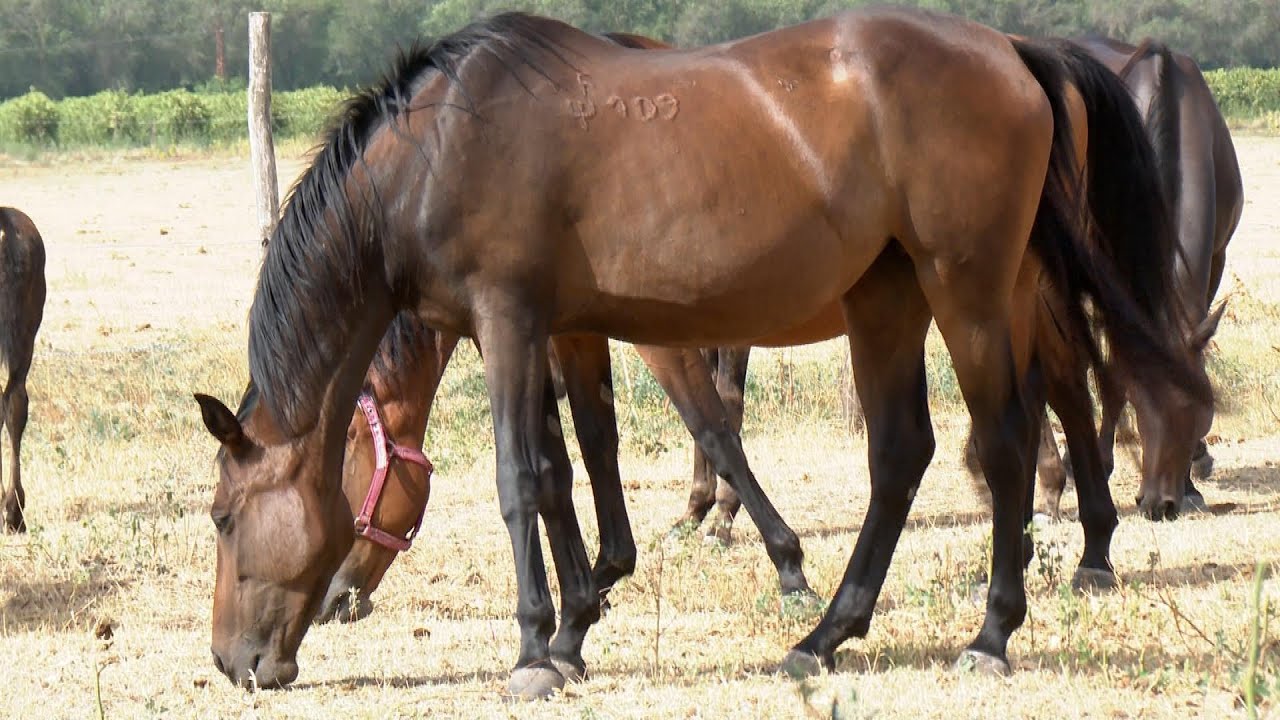 Furioso fajt&aacute;kat mentenek Kecskem&eacute;ttől p&aacute;r kilom&eacute;terre