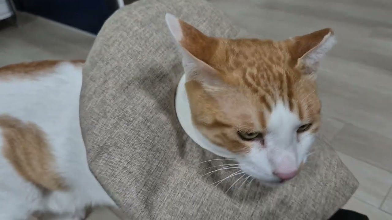 항문낭 파열로 병원에 다녀온 뚜식이