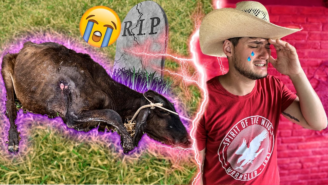 Meu BEZERRO Morreu * OS Cowboy Chegaram