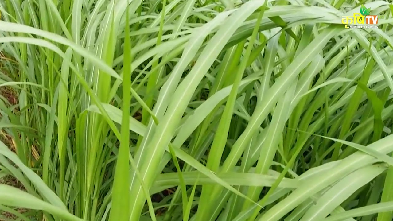 दुधालु पशुका लागि अति उपयोगी  घास नेपियर घास सम्बन्धी यो बिशेस रिपोर्ट || Dairy Darpan