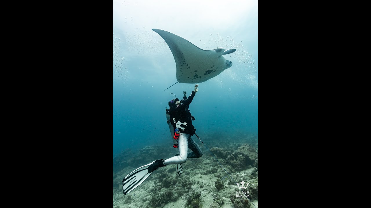 Scuba Diving in Maldives with the Blue Force One Liveaboard, Jan 2025