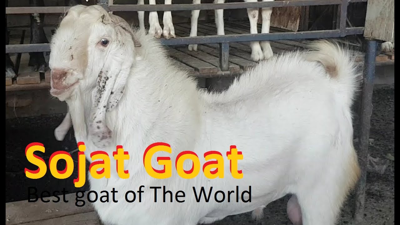 Sojat Goat | Best Goat In The World |