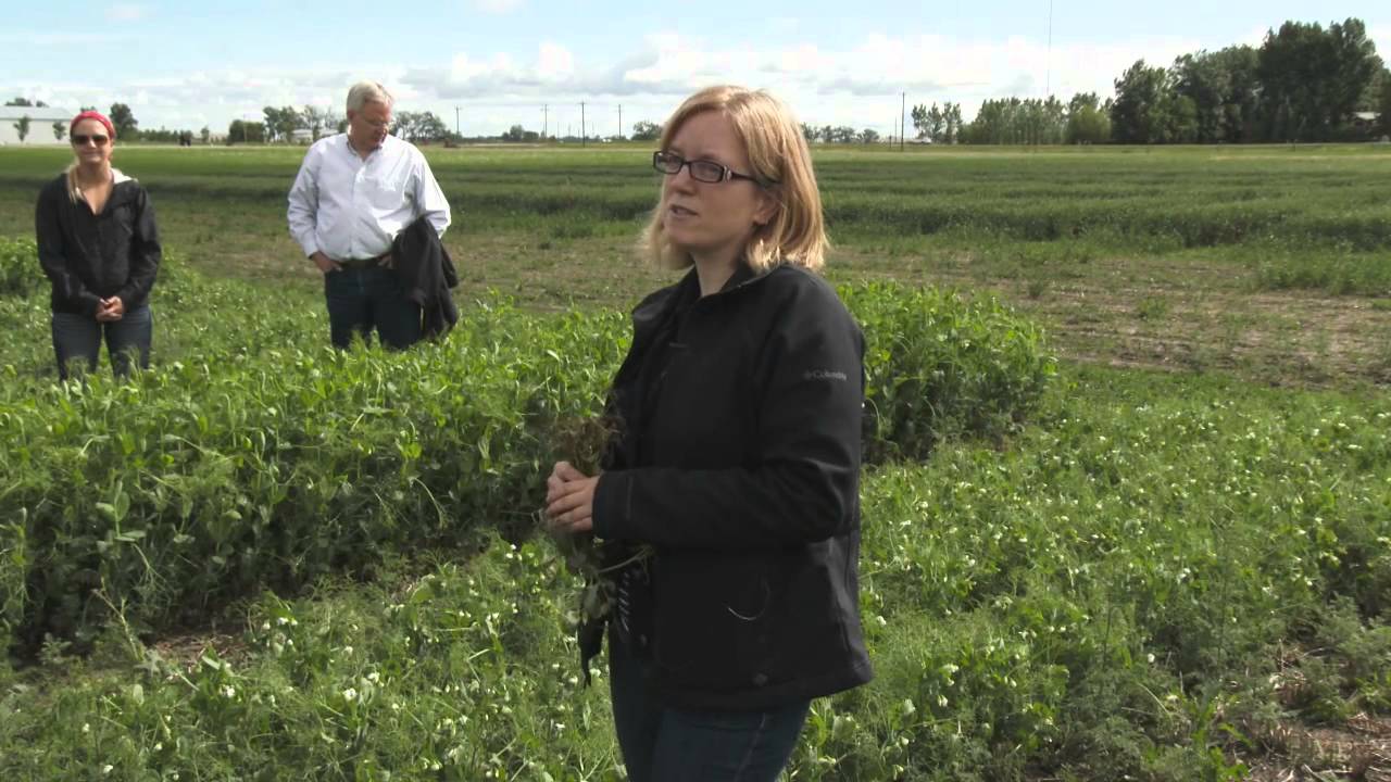 Pea Root Rots and Diseases - Farming Smarter Crop Walk 2014