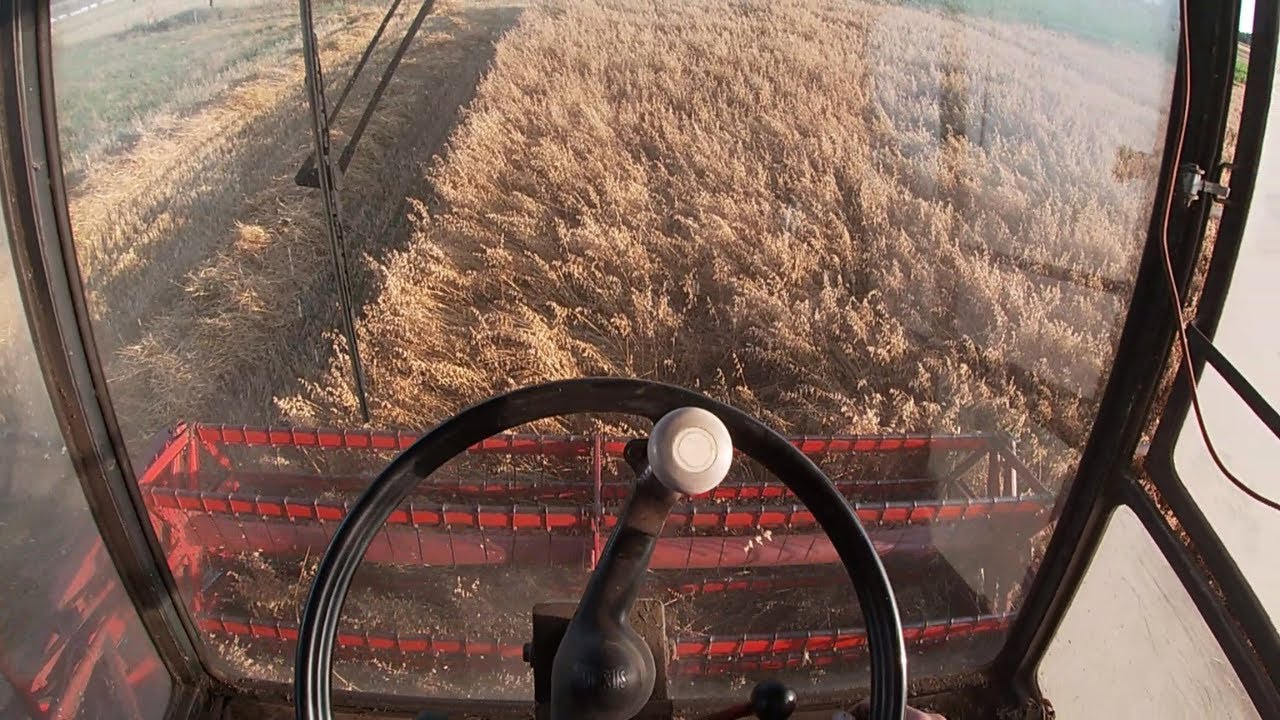 KOSIMY WIĘKSZYM SPRZĘTEM!! Cięcie oczami kombajnisty Bizon Rekord z058
