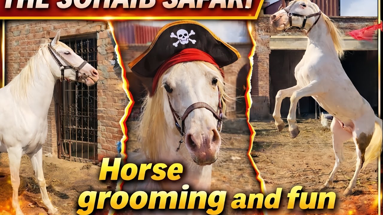 ultimate horse grooming &Fun / Aj ghoron ko bhir nikala or una Nahlaya 🚿🚿