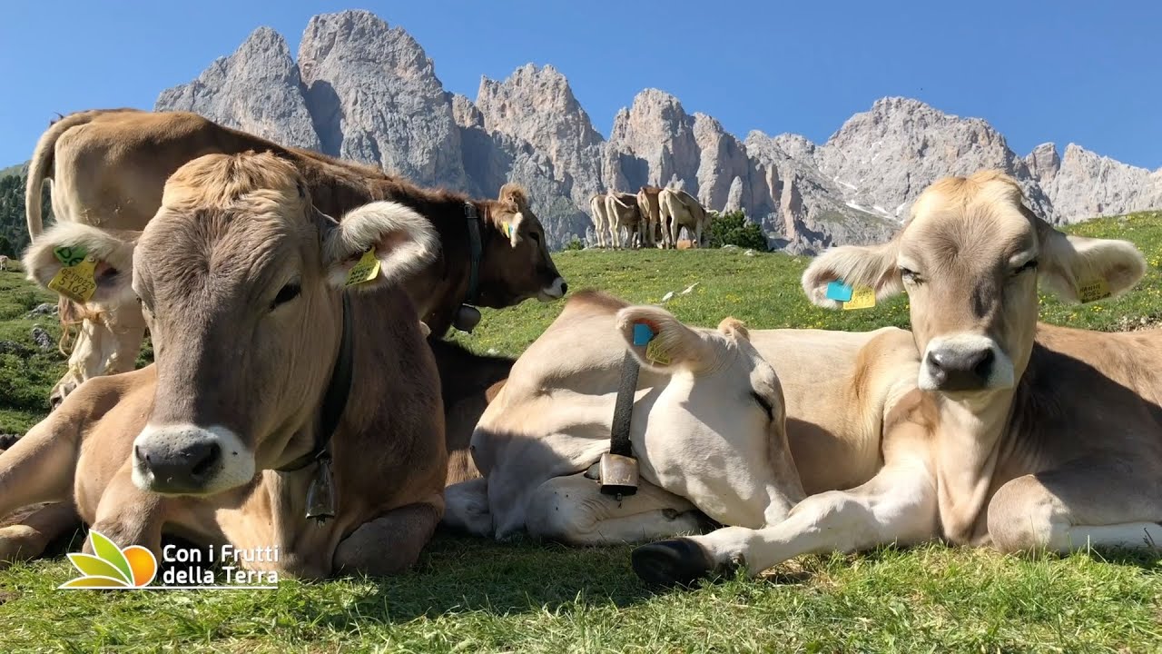 In Val Gardena tra pascoli e canederli