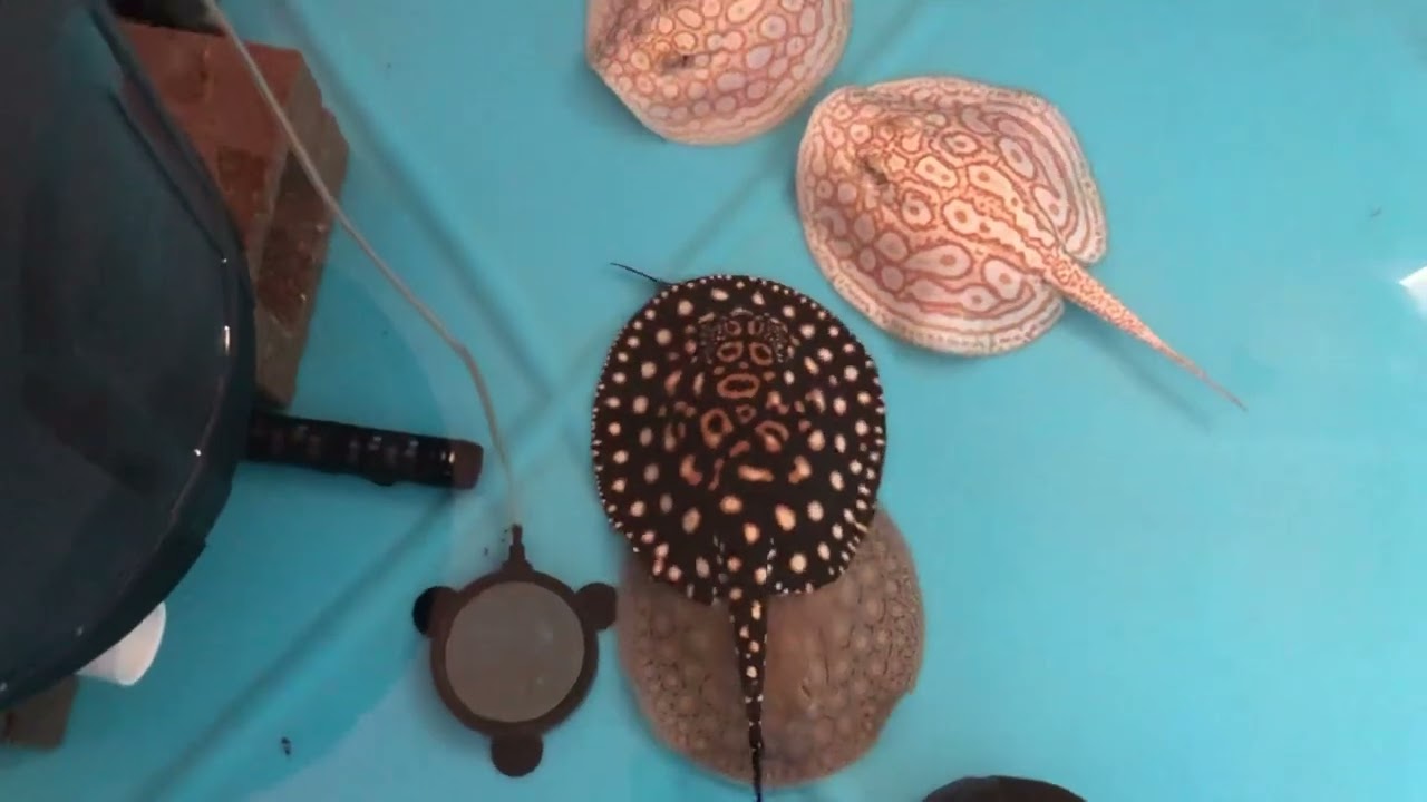 Snow leopard stingray first hour home after shipping eating with other  future breeders