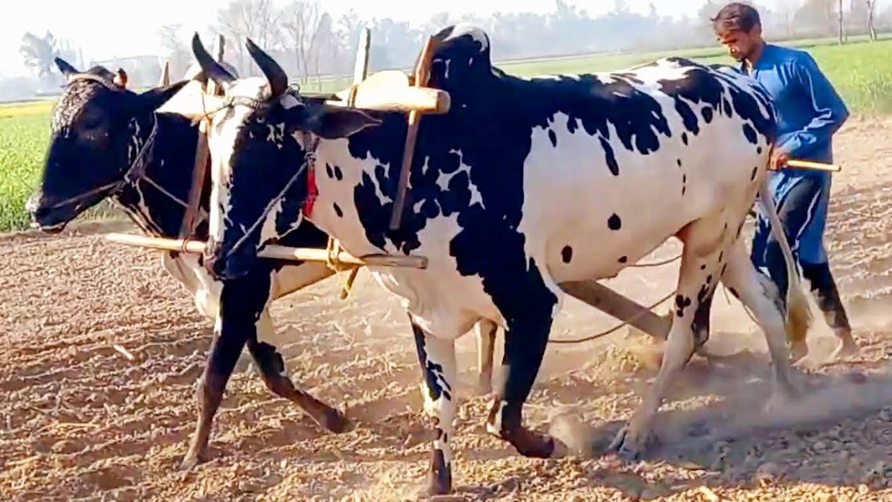 Bull powered field ploughing | Ploughing the field with beautiful pair of bulls | Traditional punjab