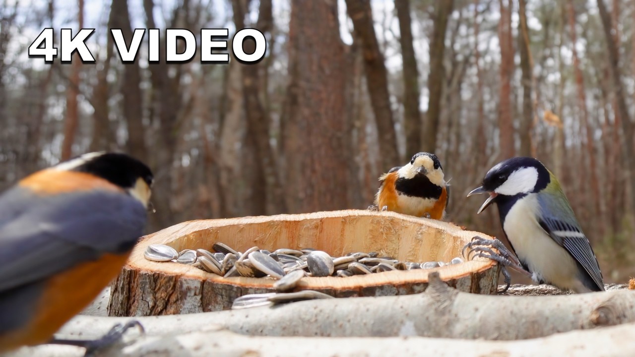 Active & Busy! 🐦 Many Varied Tits & Great Tits in the Sun (9.3°C/48.7°F) | 4K Wild Bird ASMR