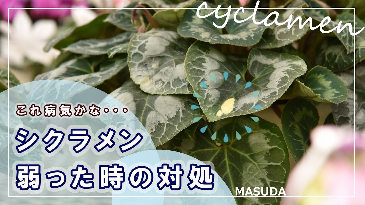 【完全版】シクラメン病気の対処！すべての症状  徹底解説
