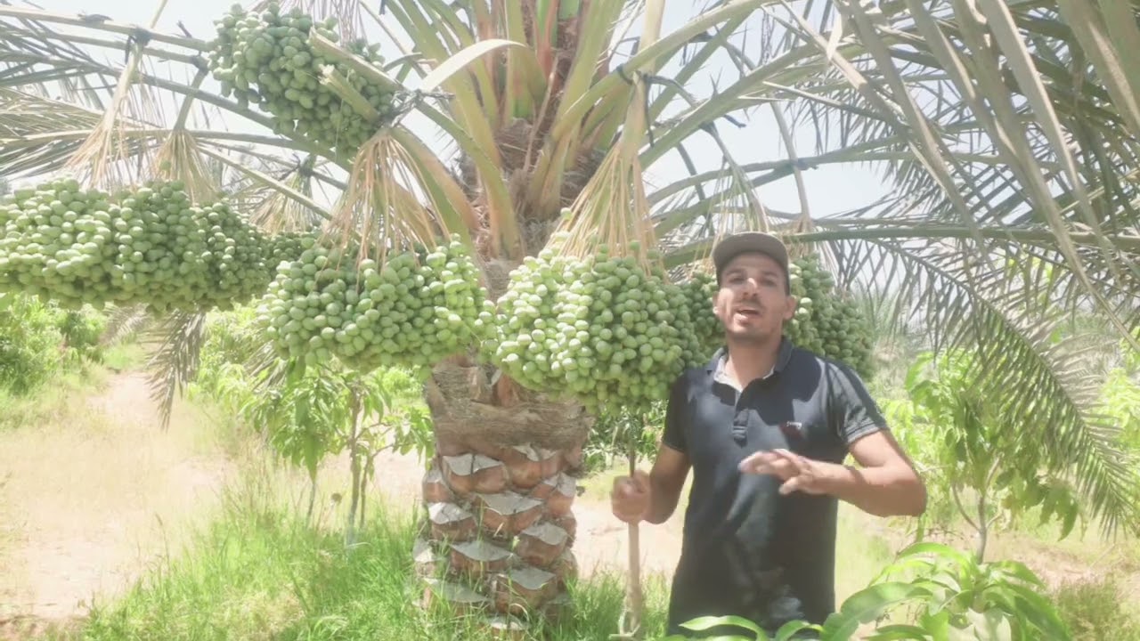 أسباب تشقق ثمار النخيل البرحى