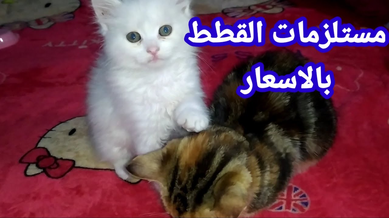 المستلزمات الاساسيه للقطط ( في بيتنا قطط جديدة )