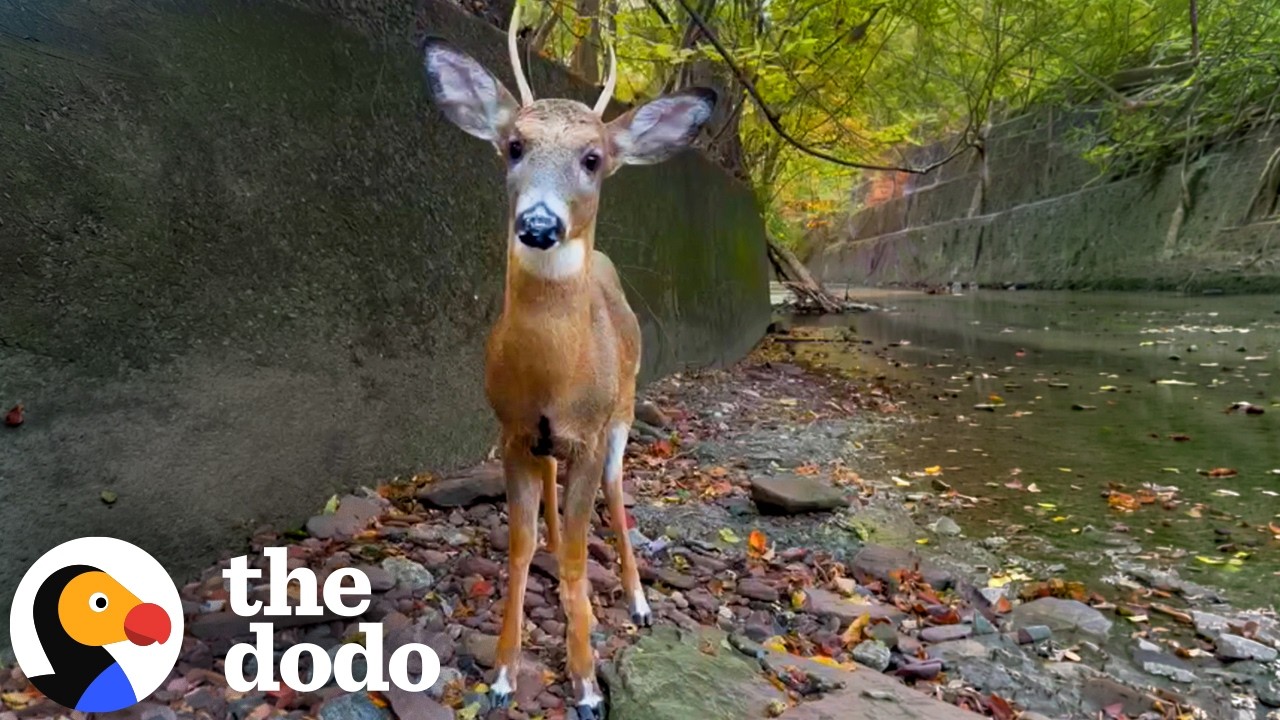 Carpenter Builds Stairs For A Stranded Baby Deer | The Dodo