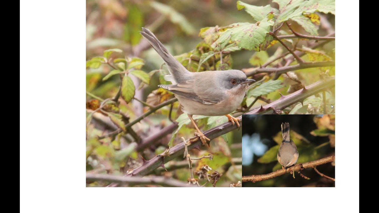 Subalpine Warblers