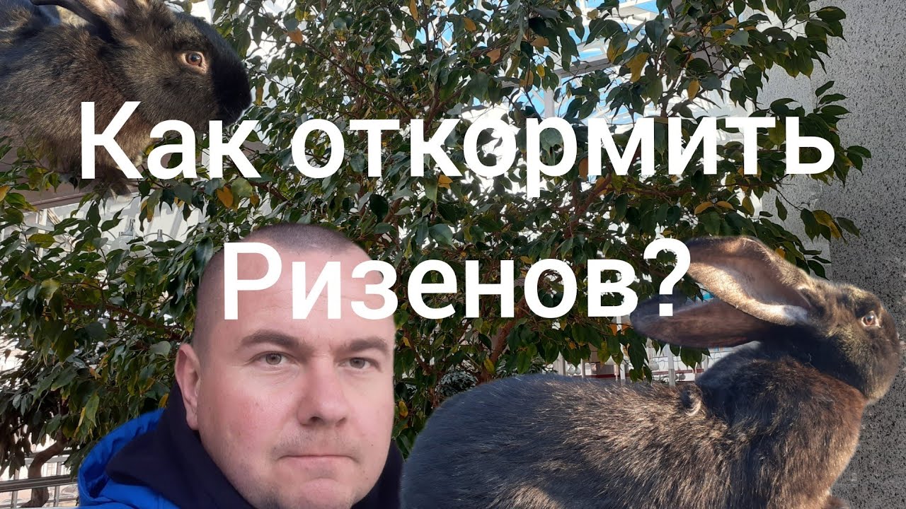 Как откормить кроликов Ризенов?