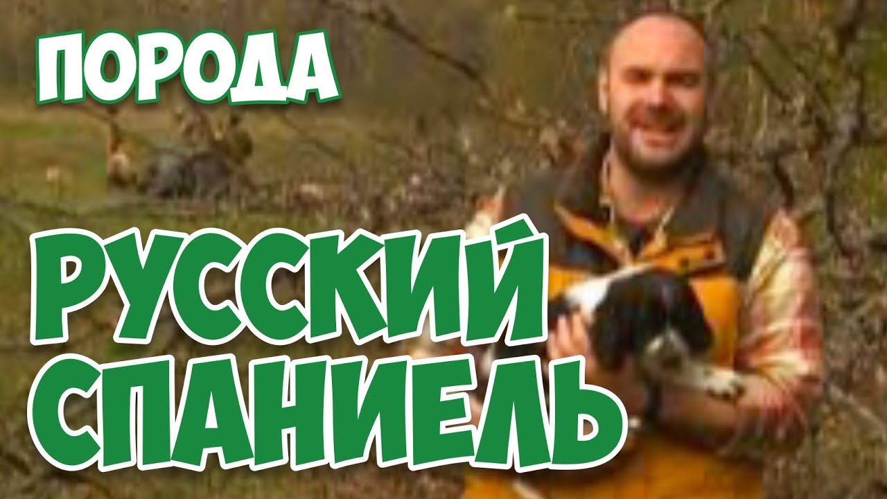 РУССКИЙ ОХОТНИЧИЙ СПАНИЕЛЬ | Планета собак: Моя Планета