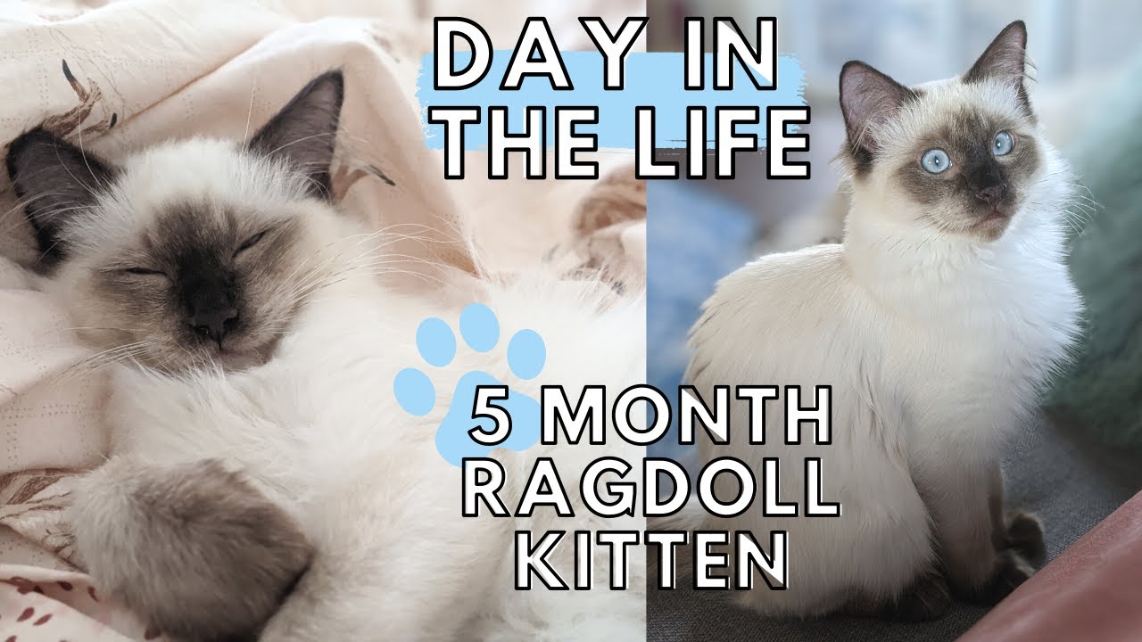 Day in the Life of a Ragdoll Kitten! (5 MONTHS OLD) 😺 Ep. 2