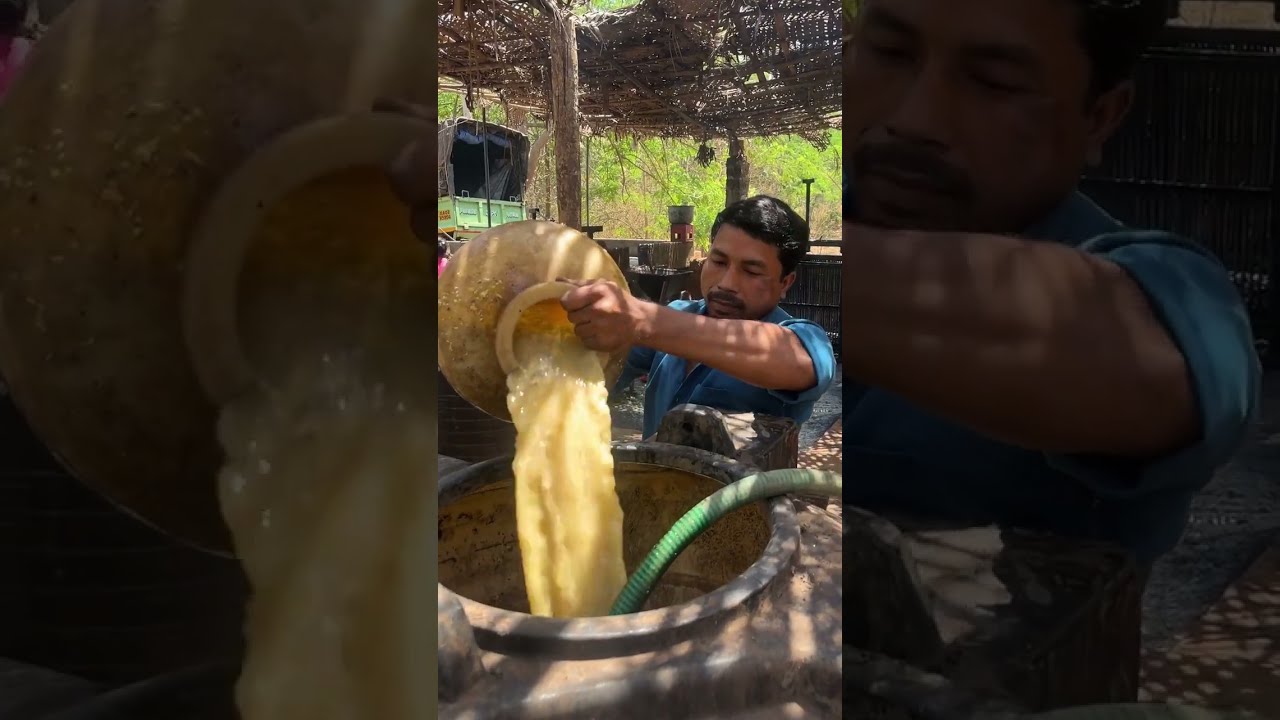 Most Traditional Feni Drink Of Goa in Making From Scratch at Extreme Level | Indian Food