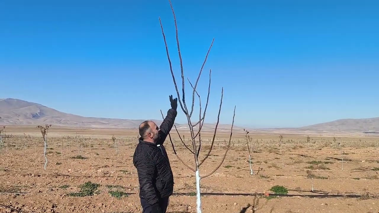CEVİZ BAHÇEMİZ
