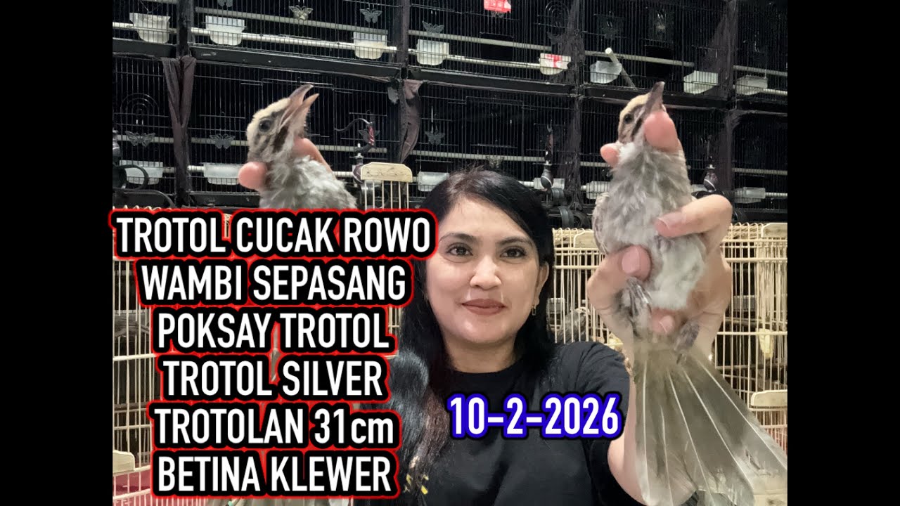 BONGKAR CUCAK ROWO,WAMBI TROTOL,MURAI BATU TROTOL KLEWER 10-2-2026