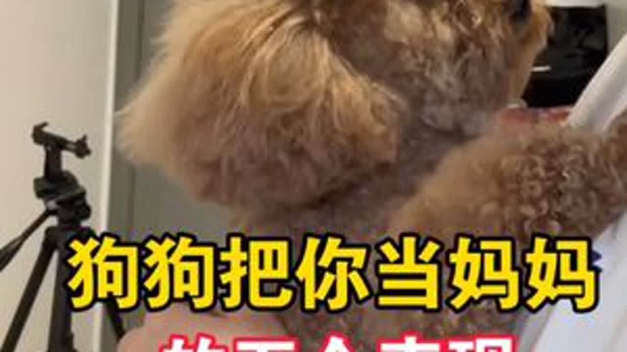狗狗把你当作妈妈的五种表现 #科学养宠攻略 #养狗经验分享 #养狗人 #萌宠