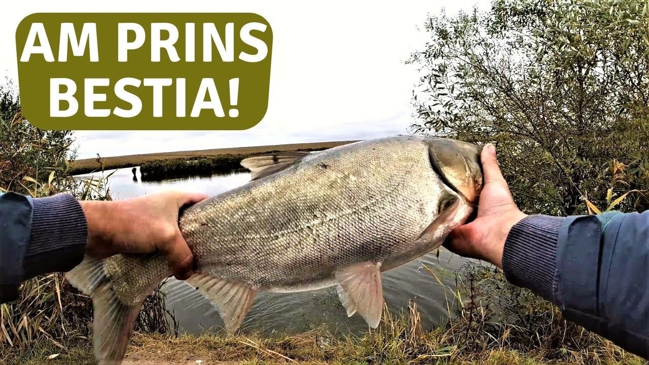 Am PRINS Cel Mai MARE BIBAN din 2021 + O BESTIE
