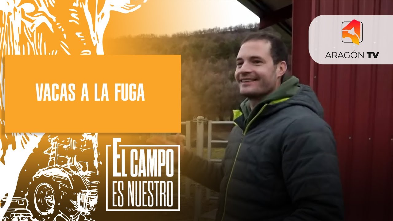 Vacas a la fuga, pero poco