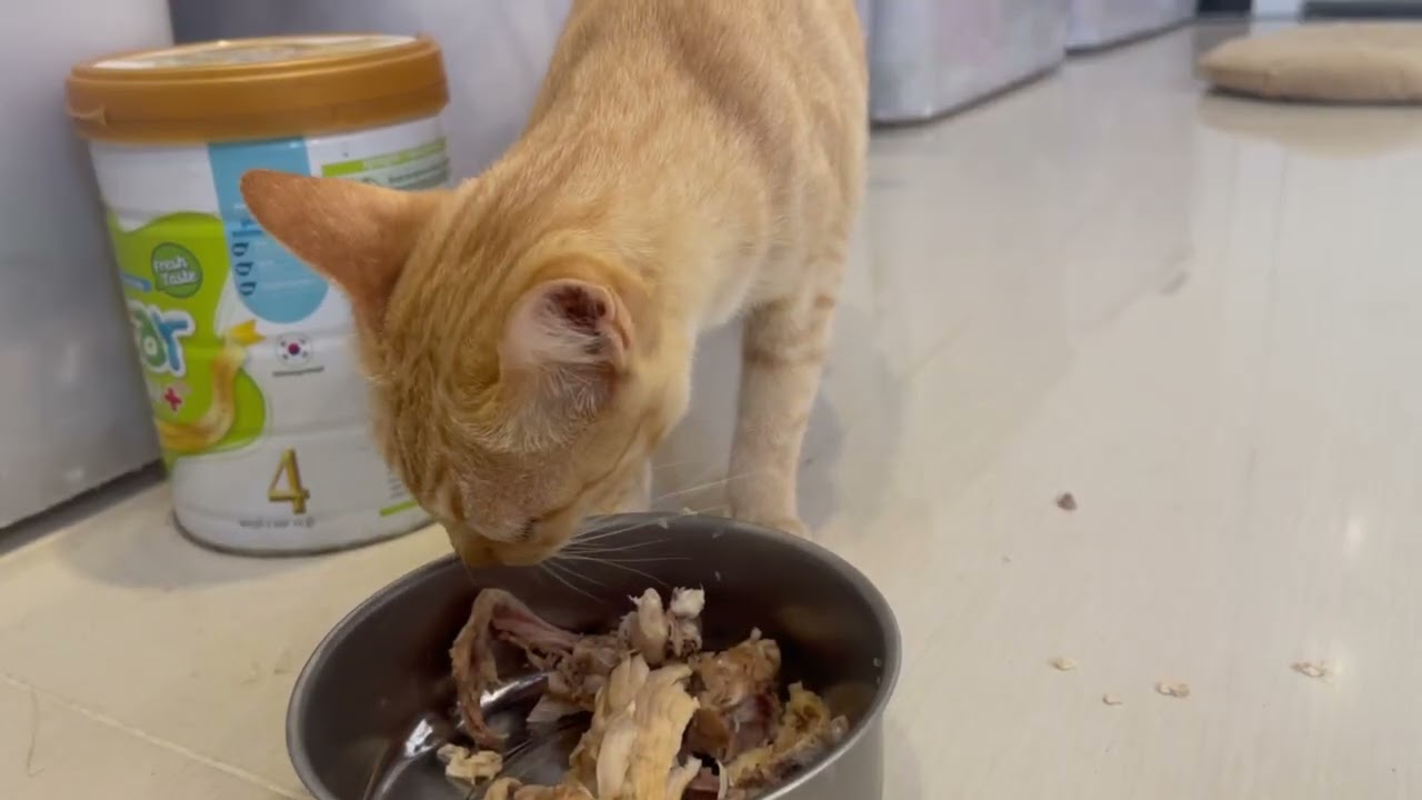 The mama cats is Eating Food. 