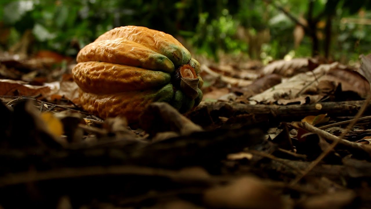 Cultivo de Cacao en el Desierto de La Tatacoa (Colombia) - TvAgro por Juan Gonzalo Angel