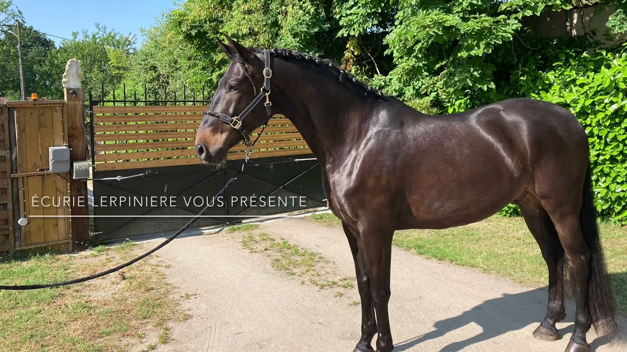 Hongre PRE 8 ans 1.66m