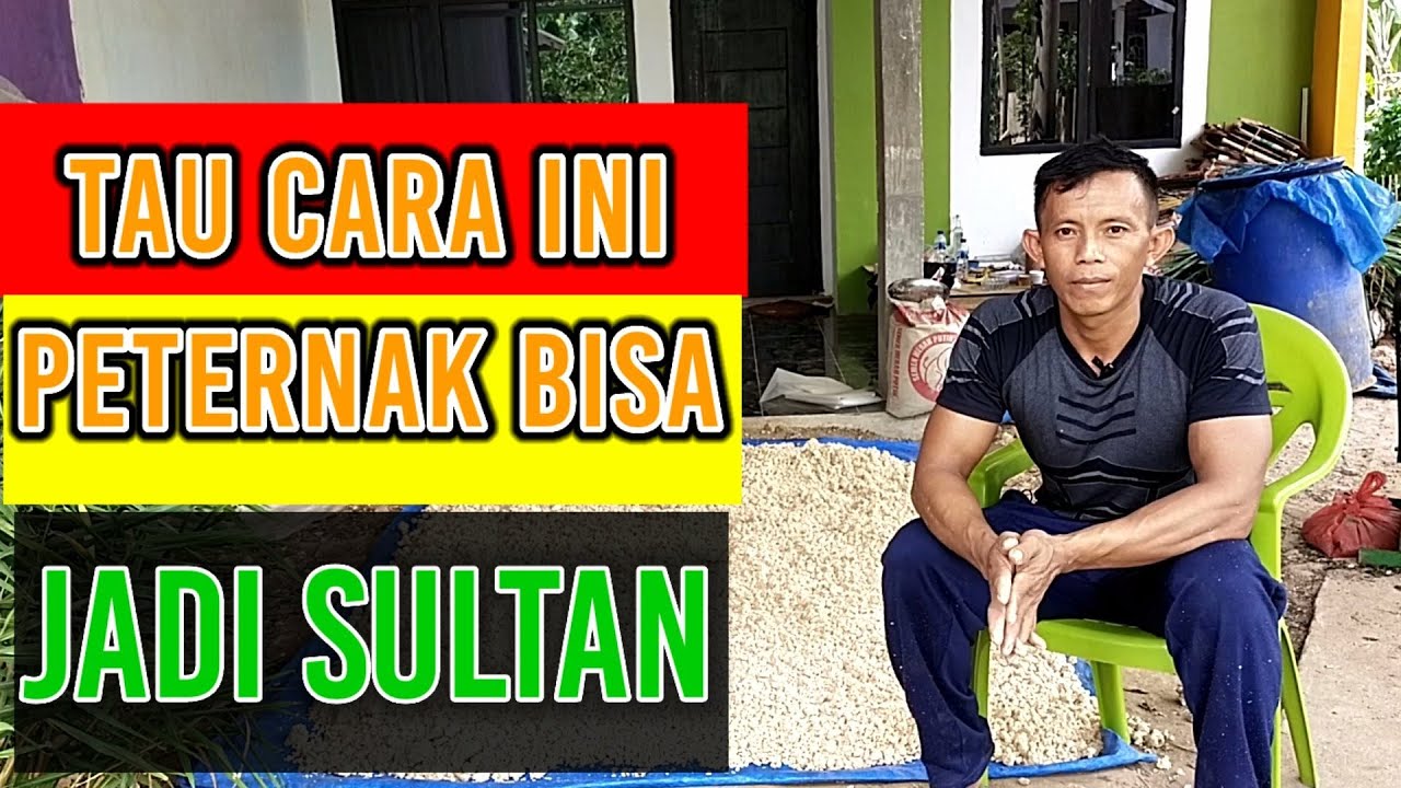 cara membuat konsentrat pakan kambing/domba Rp.1000 perkilo