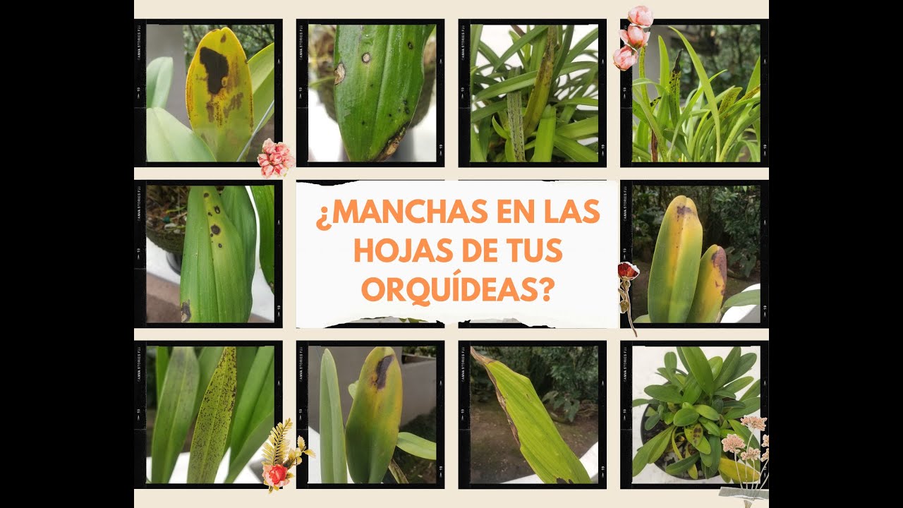 Manchas en las hojas de las orquídeas. Aprende a identificarlas y controlarlas