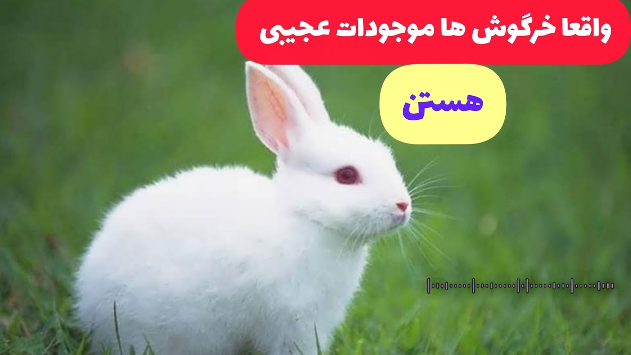 این چیزها را باید در مورد خرگوش‌ها بدونی_ندونی بد جور ضرر کردی🤫🤔