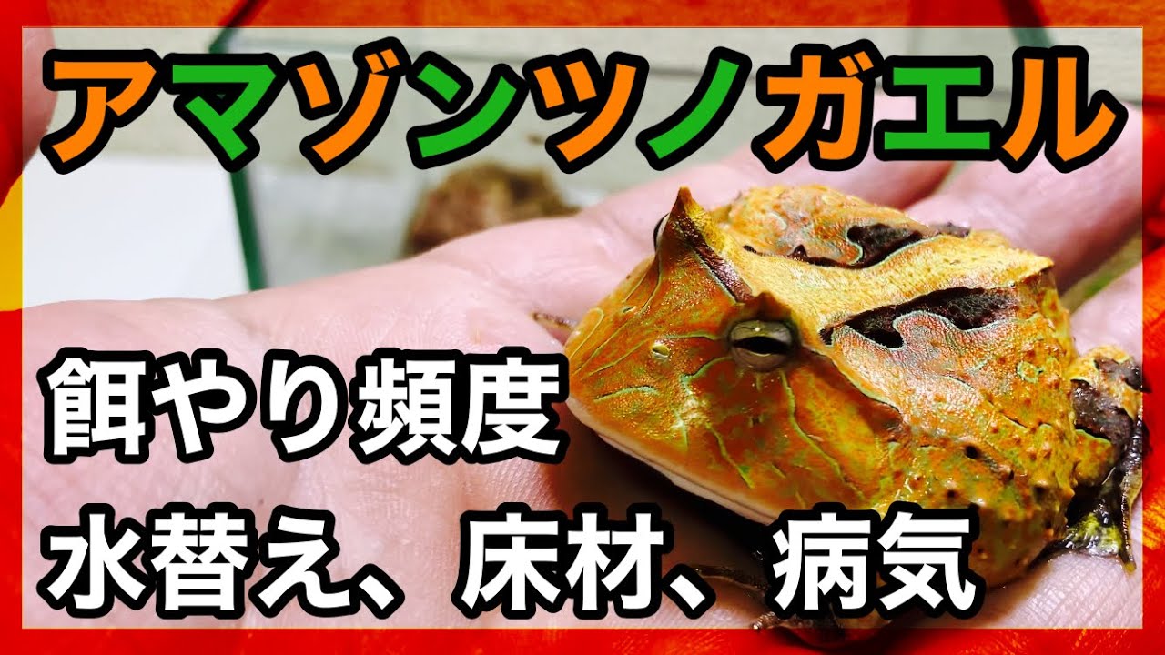 アマゾンツノガエルの飼育方法！餌やり頻度、水替え、エサの種類など。