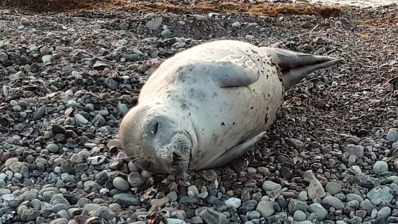 Seehund statt Meerforellen, zwischen Warnemünde und Heiligendamm