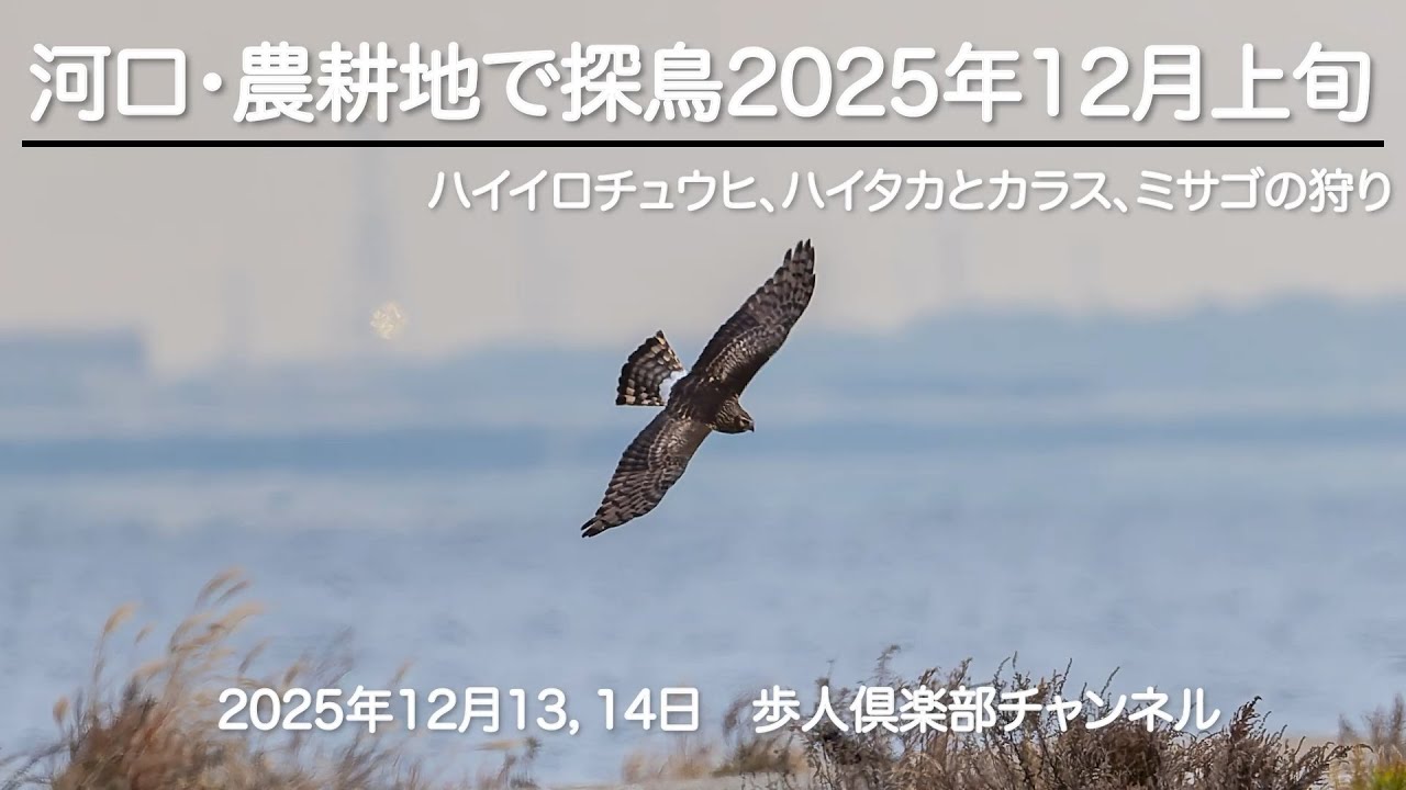 河口・農耕地で探鳥シリーズ2025年12月上旬　野鳥撮影　12月13日14日の観察記録　ハイイロチュウヒ　ハイタカ　ミサゴの狩りなど