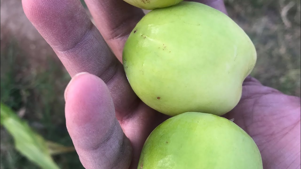 رش اشجار السدر النبق