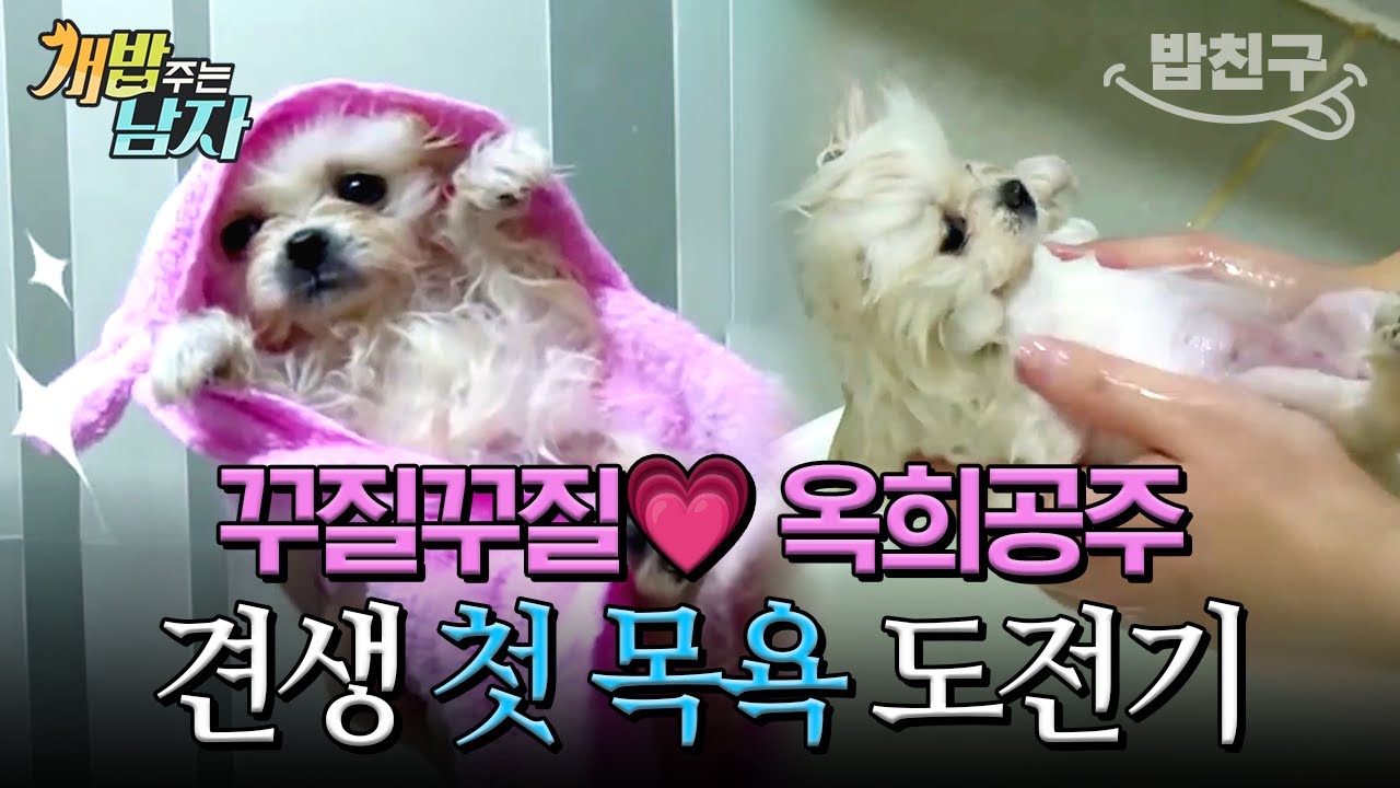 [#밥친구] 꼬질꼬질 옥희의 대변신 🛁✨ 인생 첫 목욕하는 쪼꼬미 강쥐의 하루 🐾 | 개밥 주는 남자 시즌1 20회