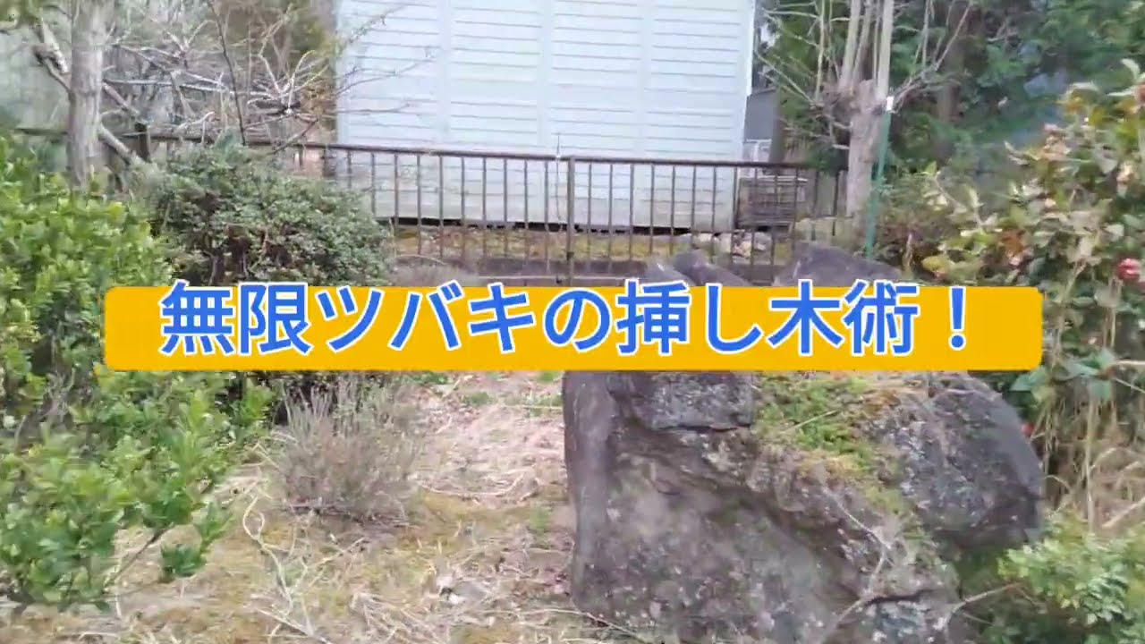 【無限ツバキ】椿のお手軽挿し木術！
