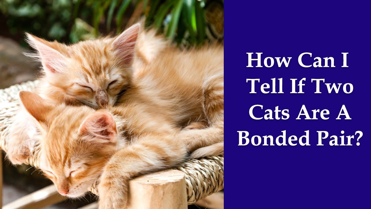 How Can I Tell If Two Cats Are A Bonded Pair