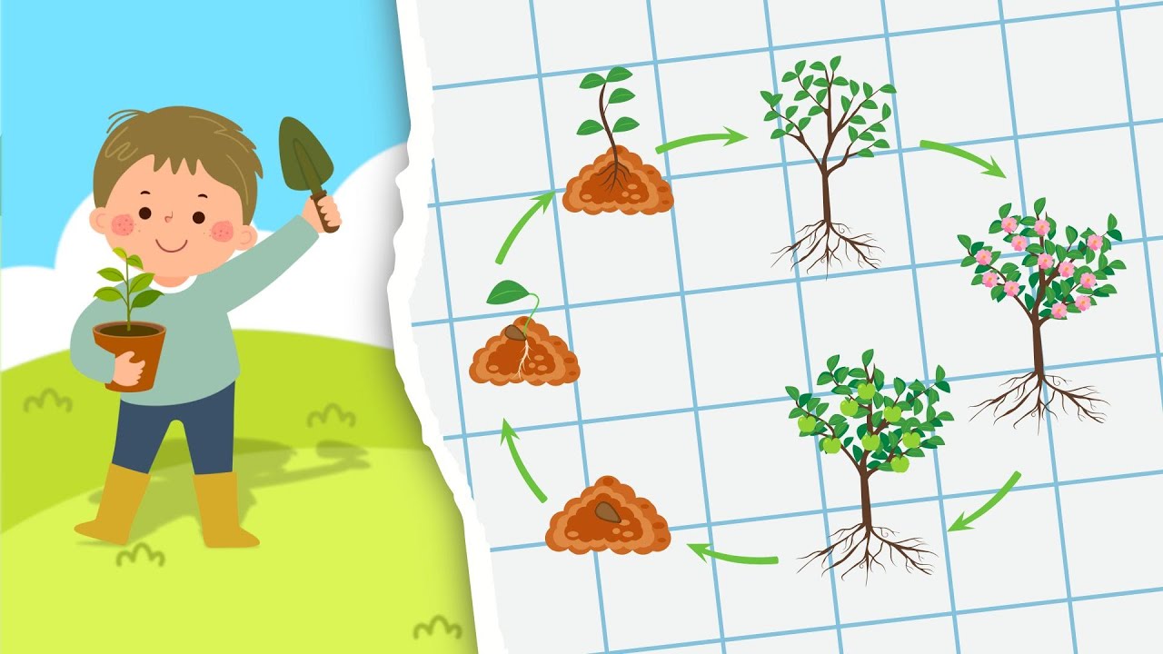 DAL SEME ALLA PIANTA | Scopri come cresce un albero con Tommy il Giardiniere!