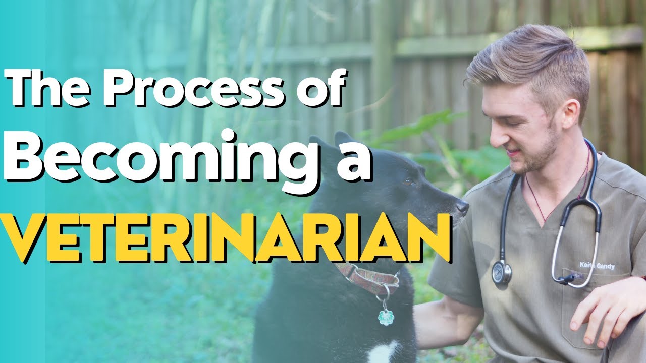 A Step-by-Step Guide to Becoming a Licensed Veterinarian in the United States