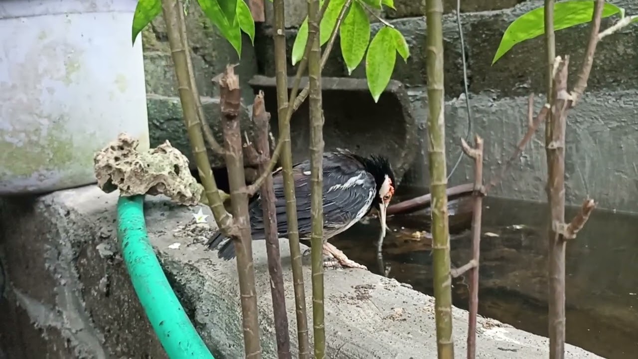 Starlings in the aviary 