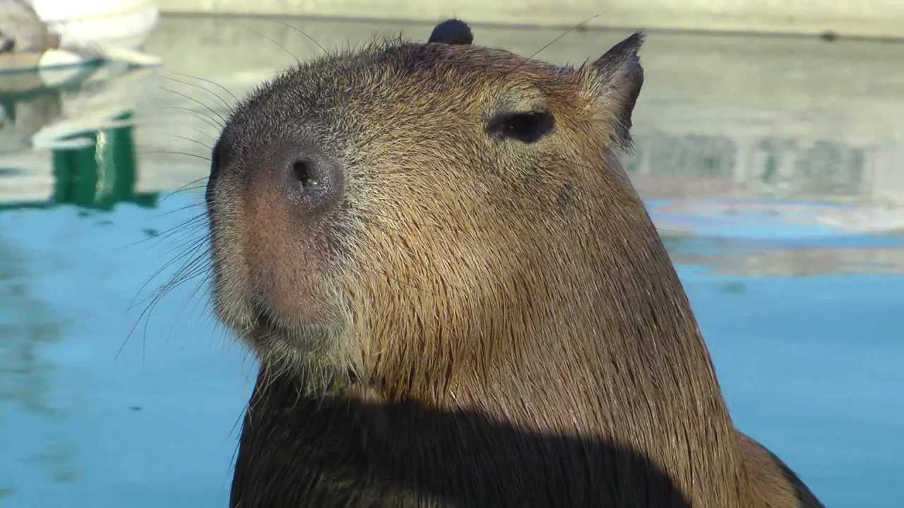 Adorable Capybara Uses His Cute Little Tongue  ハンサムなカピバラの演奏ロープ