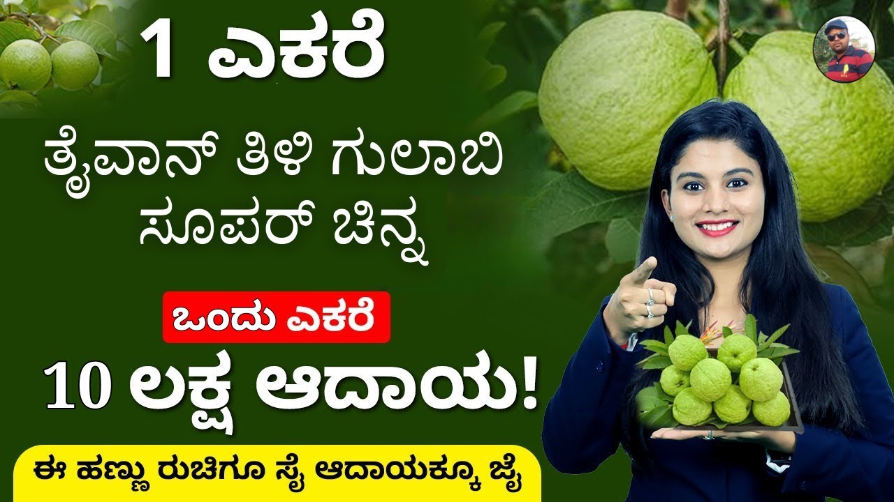 ತೈವಾನ್ ಸೀಬೆ ಕೃಷಿಯಲ್ಲಿ 10 ಲಕ್ಷ ಆದಾಯ ಗಳಿಸಿದ ರೈತ 🌱ರಮೇಶ್🌱 ಕೋಲಾರ ಜಿಲ್ಲೆ  Plants booking cal. 9019162251